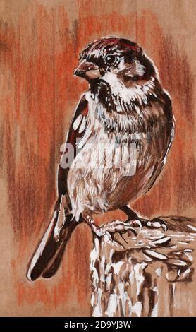 Spanish sold Sparrow Oil Pastels Drawing on Toned Dark Gray Paper