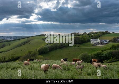 Sheep grazing on a field above Chivelstone in South Devon Stock Photo