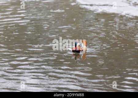 Aix galericulata - Mandarin duck swims on a frozen pond in the Czech Republic in winter. Stock Photo