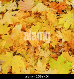 Leaf fall. Autumn background with fallen colorful yellow, golden maple leaves on the ground. Bright autumn foliage. Natural autumn background  Stock Photo