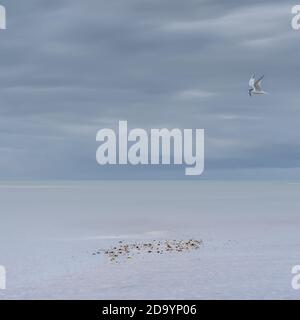 Common tern with a fish flying over some pebbles on the South Coast Stock Photo