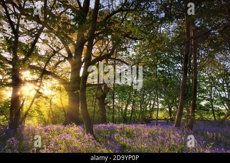 Bluebell woods in Norfolk UK with dawn sunrise Stock Photo