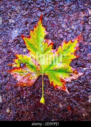 Fallen green leave on the wet floor, autumnal background. Stock Photo