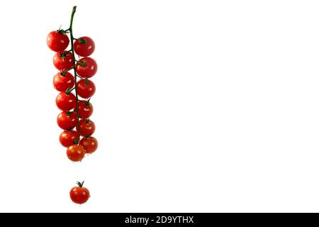 A branch of hanging small red wet cherry tomatoes, in drops of watert isolated on a white background. Stock Photo