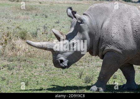 Africa, Kenya, Laikipia Plateau, Northern Frontier District. Ol Pejeta Conservancy, home to the critically endangered Northern white rhino. There are Stock Photo