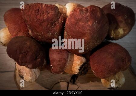 A pile of noble forest mushrooms boletus and red cap boletus, top view Stock Photo