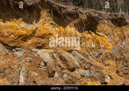 Exposed tree roots due to erosion on a coastal cliff face. Stock Photo