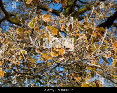 Tree leaves in winters grip Stock Photo