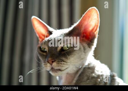Face of a Devon Rex cat Stock Photo