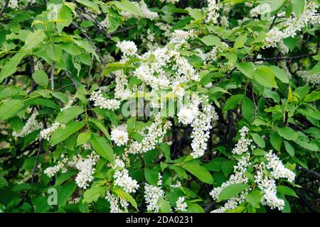 Bird cherry flowers and leaves on tree branches in spring. Prunus padus, known as hackberry, hagberry, or Mayday tree Stock Photo