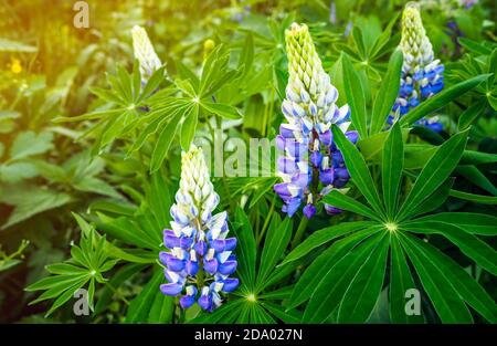 Violet flowers of Lupinus Polyphyllus with green leaves, selective focus. Stock Photo