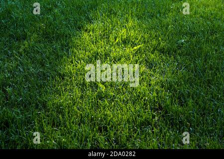 Green grass background, selective focus, copy space. Stock Photo