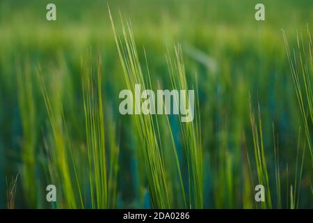 Abstract background of green leaves, selective focus, close-up. Stock Photo
