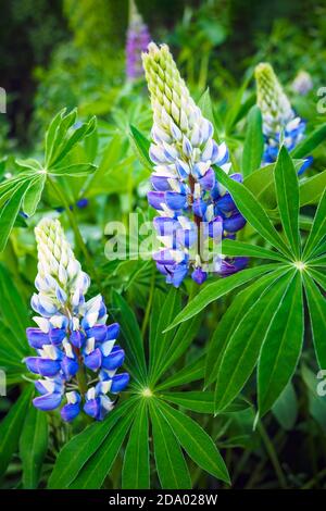 Beautiful blue flowers of Lupinus Polyphyllus and green leaves, selective focus. Stock Photo