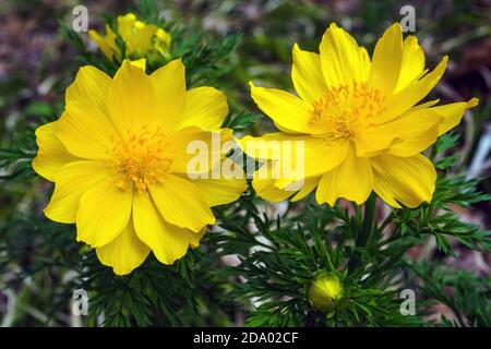Top view of flowers Adonis vernalis, known as pheasant's eye, spring pheasant's eye, yellow pheasant's eye Stock Photo