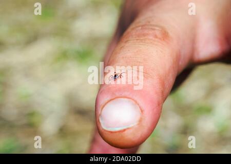 Hard mite, scale tick of family Ixodidae on human finger. It carrier of pathogens that can cause human disease. Stock Photo