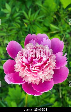 Vertical view of one pink peony flower on green grass background, copy space Stock Photo