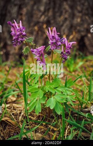 Corydalis cava flower blooms in the forest on a spring day, vertical view. Stock Photo