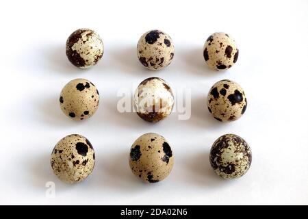 quail eggs in row on white background, top view Stock Photo
