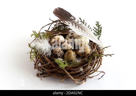 easter quail eggs in nest with feather birds on white background Stock Photo