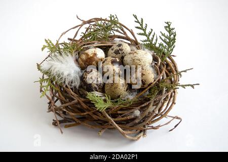 quail eggs in nest with feathers on white background, easter concept Stock Photo
