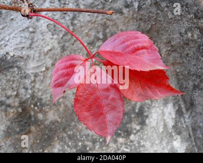 Red leaves with old wall background, red leaves macro ,autumn leaves ,red leaves with patterns, macro photography, stock image Stock Photo