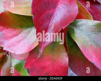Colorful leaves with patterns ,colorful leaves macro, red, green and yellow colors leaves, autumn leaves ,macro photography, stock image Stock Photo