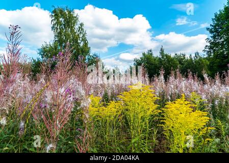 Yellow flowers of goldenrod and fluffy stems of willow - tea in a Sunny glade Stock Photo