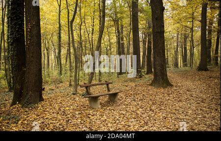 Photography of an empty bench in the woods. Stock Photo