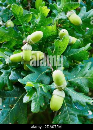 Acorns, Thetford Forest, Norfolk, UK Stock Photo