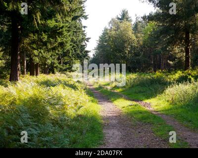 Dirt road through the Thetford Forest, Norfolk, UK Stock Photo