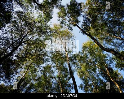 Looking up at the canopy of Silver Birch trees, Thetford Forest, Norfolk, UK Stock Photo