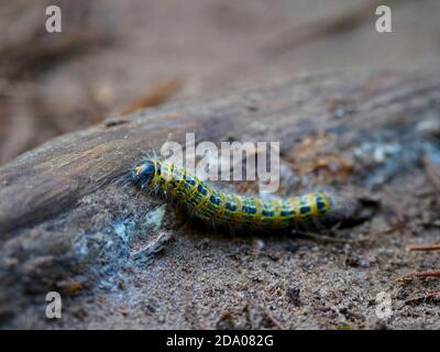 Buff-tip moth caterpillar, Norfolk, UK Stock Photo