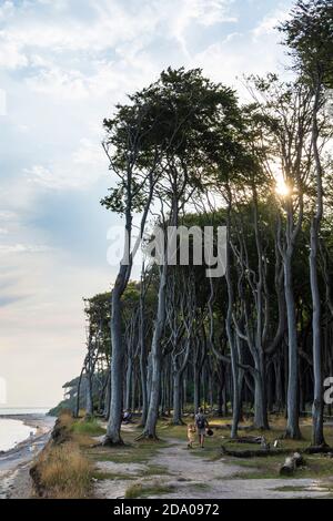 Nienhagen: Steep sea cliffs with Ghost Wood (Gespensterwald), Baltic Sea, sunrise, Ostsee (Baltic Sea), Mecklenburg-Vorpommern, Germany Stock Photo