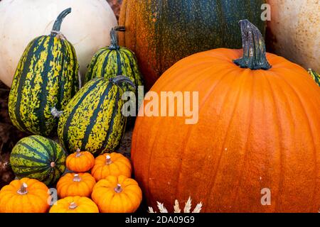 Squash and Pumpkins at the autumn harvest, England Stock Photo