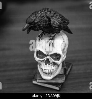Not afraid of death, as the raven sits on a skull. Stock Photo