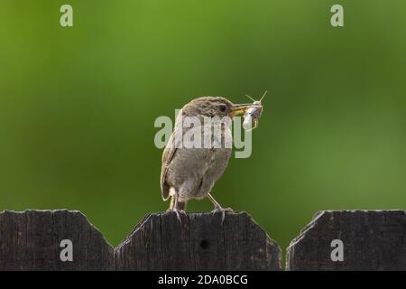 Close up shot of a house wren bird holding an insect in its beak on a blurred green background
