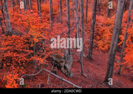 Bright colors of a beech forest in autumn. Stock Photo