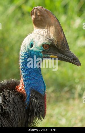 Head and neck of a cassowary bird with green foliage background. Stock Photo