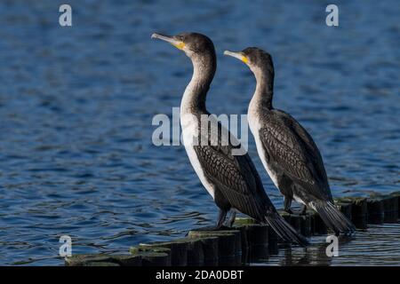 2 White-breasted Cormorant (Phalacrocorax lucidus / Phalacrocorax carbo lucidus) at Intaka Island bird sanctuary, Cape Town, South Africa. fish-eating Stock Photo