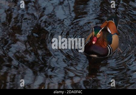 Mandarin duck (Aix galericulata) drake with winter plumage Stock Photo