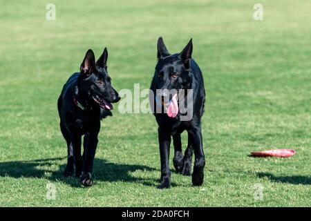 Two young black German Shepherd puppies at the park playing in the grass Stock Photo