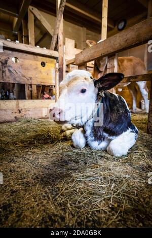 black and white calf in straw of barn on farm in the netherlands Stock ...