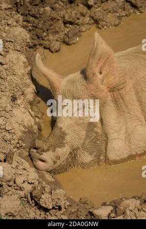 Face of smiling large domestic pig taking a nap in a mud bath. Stock Photo