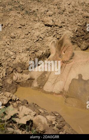 Side view of smiling large domestic pig taking a nap in a mud bath with half of the face full of mud. Stock Photo