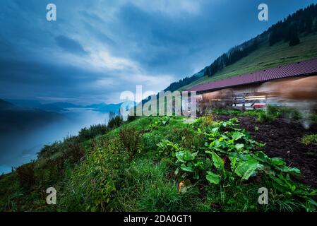 Cows on an alpine pasture landscape at dawn are driven home for milking in the barn, Ackernalm, Tyrol, Austria