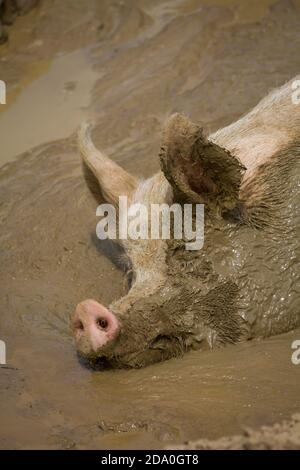 Face of smiling large domestic pig taking a nap in a mud bath with half of the face full of mud. Stock Photo