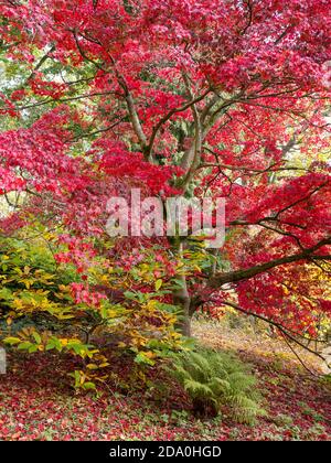 Red Autumn Tree, Fall Tree, Englefield House Gardens, Englefield Estate, Englefield, Thale, Reading, Berkshire, England, UK, GB. Stock Photo