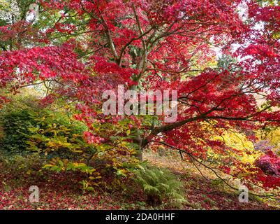 Red Autumn Tree, Fall Tree, Englefield House Gardens, Englefield Estate, Englefield, Thale, Reading, Berkshire, England, UK, GB. Stock Photo