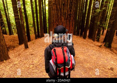 High angle back view of traveler with backpack standing in forest of Monte Cabezon Natural Monument of Sequoias while using smartphone and navigating Stock Photo